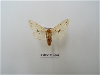 藏品(菊池污燈蛾)的圖片